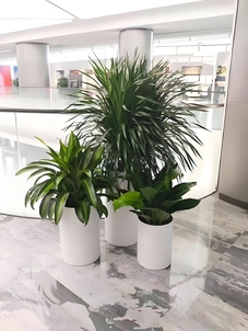 慈溪绿植租赁方案